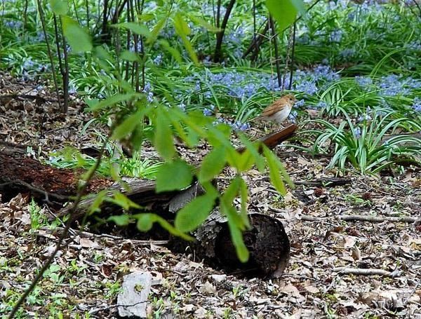 Grive fauve, Catharus fuscescens, Veery