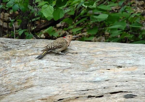 Pic flamboyant, Colaptes auratus, Northern Flicker