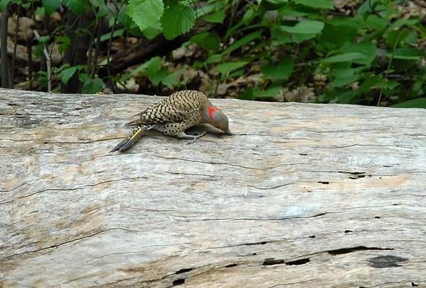 Pic flamboyant, Colaptes auratus, Northern Flicker