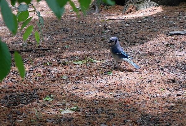 Geai bleu, Cyanocitta cristata, Blue Jay