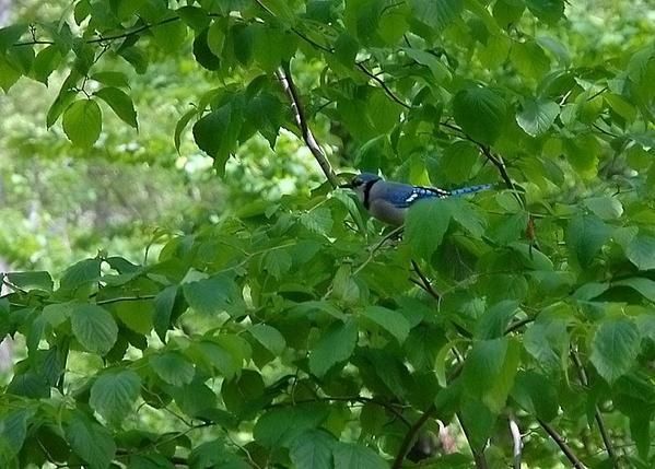 Geai bleu, Cyanocitta cristata, Blue Jay