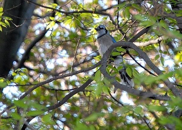 Geai bleu, Cyanocitta cristata, Blue Jay