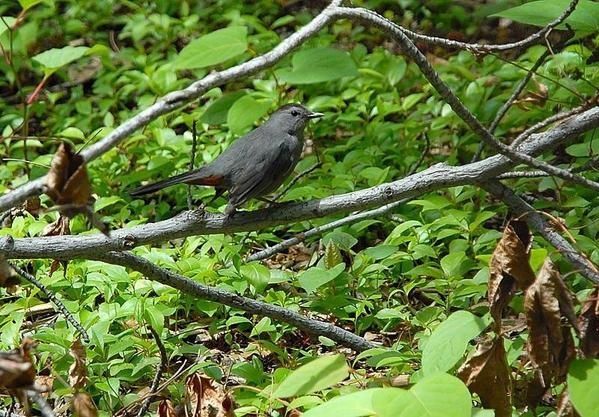 Moqueur chat, Dumetella carolinensis, Grey Catbird