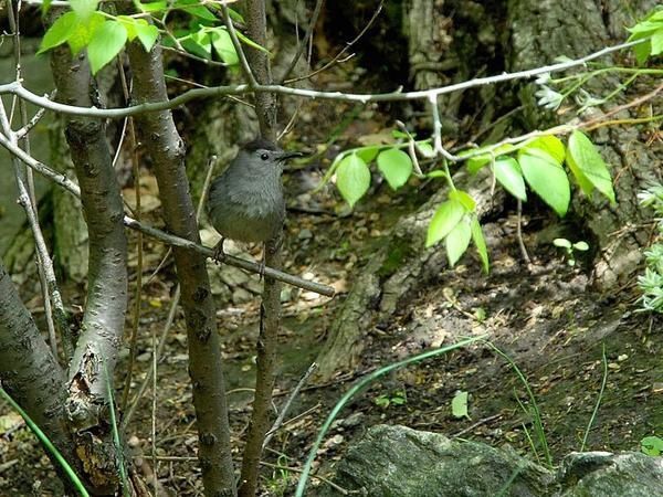 Moqueur chat, Dumetella carolinensis, Grey Catbird