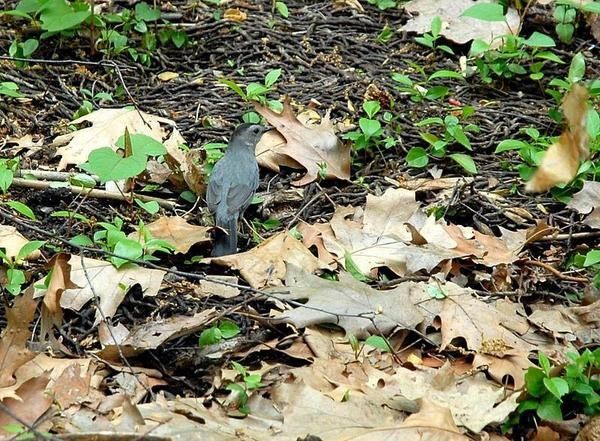 Moqueur chat, Dumetella carolinensis, Grey Catbird