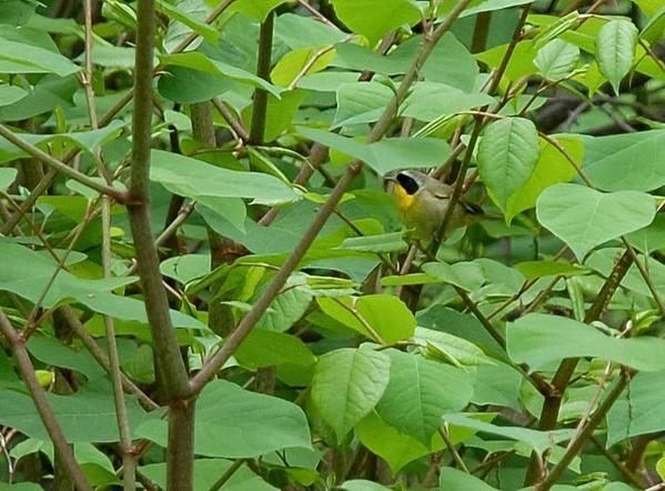Paruline masquée, Geothlypis trichas, Common Yellowthroat