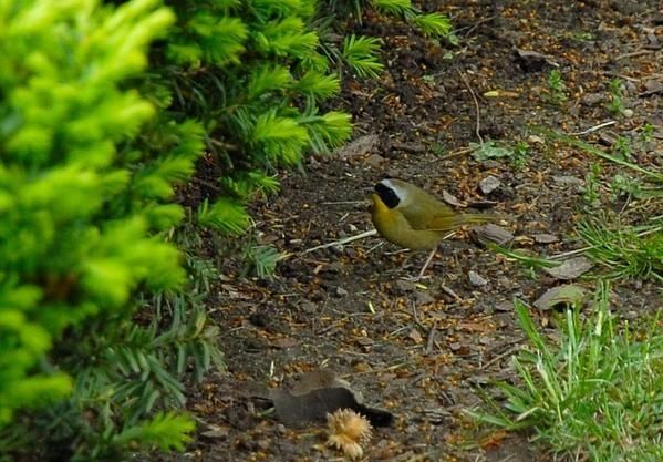 Paruline masquée, Geothlypis trichas, Common Yellowthroat