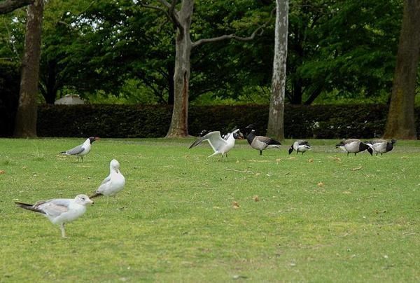 Mouette atricille, Goéland à bec cerclé et Bernache cravant