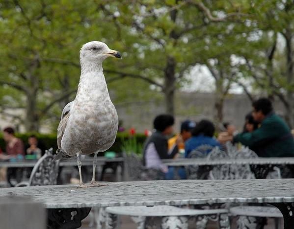 Goéland d’Amérique, Larus smithsonianus, American Herring Gull