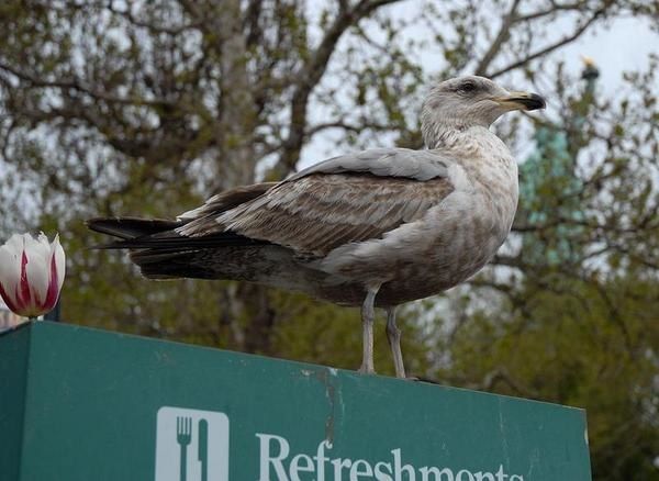Goéland d’Amérique, Larus smithsonianus, American Herring Gull