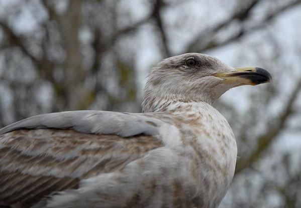 Goéland d’Amérique, Larus smithsonianus, American Herring Gull