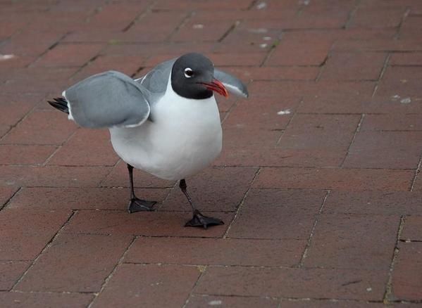 Mouette atricille, Larus atricilla, Laughing Gull