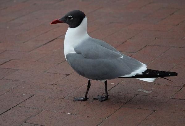 Mouette atricille, Larus atricilla, Laughing Gull