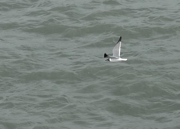 Mouette atricille, Larus atricilla, Laughing Gull