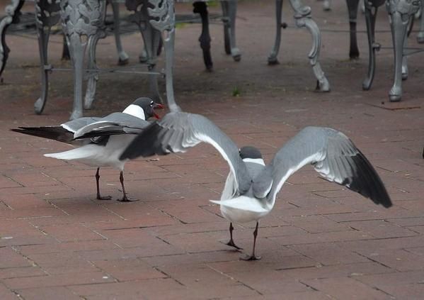 Mouette atricille, Larus atricilla, Laughing Gull