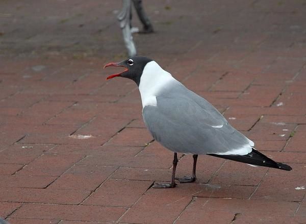 Mouette atricille, Larus atricilla, Laughing Gull