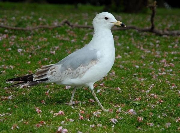 Goéland à bec cerclé, Larus delawarensis, Ring-billed Gull