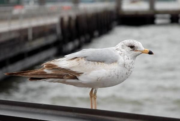 Goéland à bec cerclé, Larus delawarensis, Ring-billed Gull