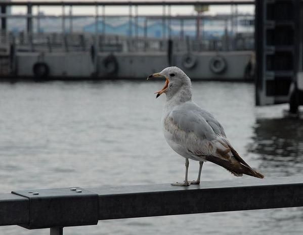 Goéland à bec cerclé, Larus delawarensis, Ring-billed Gull
