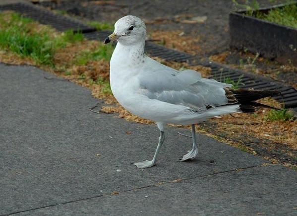 Goéland à bec cerclé, Larus delawarensis, Ring-billed Gull