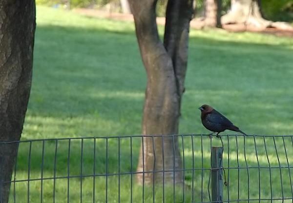 Vacher à tête brune, Molothrus ater, Brown-headed Cowbird