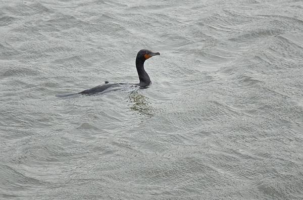Cormoran à aigrettes, Phalacrocorax auritus, Double-crested Cormorant
