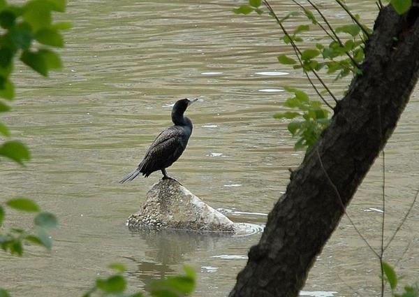 Cormoran à aigrettes, Phalacrocorax auritus, Double-crested Cormorant