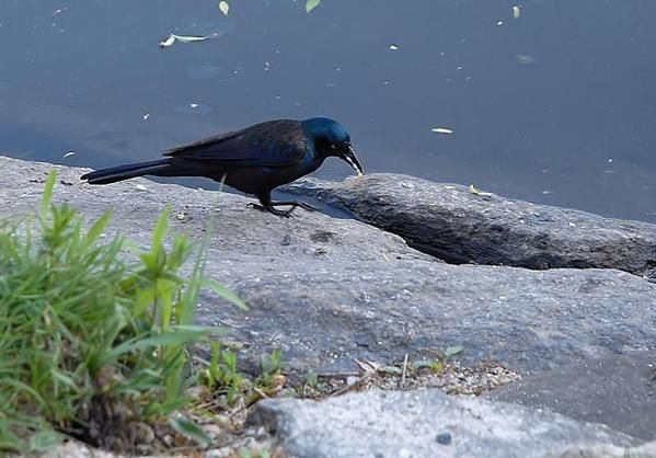 Quiscale bronzé, Quiscalus quiscula, Common Grackle