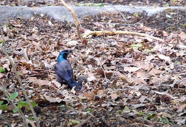 Quiscale bronzé, Quiscalus quiscula, Common Grackle