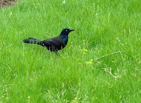 Quiscale bronzé, Quiscalus quiscula, Common Grackle