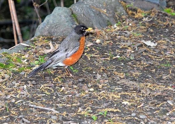 Merle d'Amérique, Turdus migratorius, American Robin