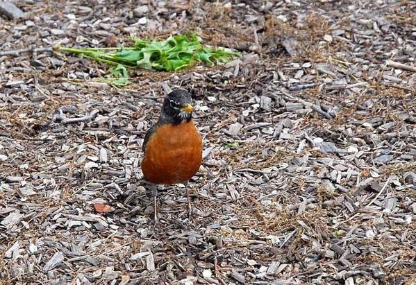 Merle d'Amérique, Turdus migratorius, American Robin