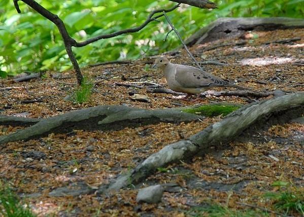 Tourterelle triste,Zenaida macroura, Mourning Dove