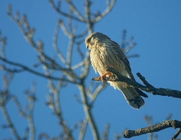 Falco tinnunculus