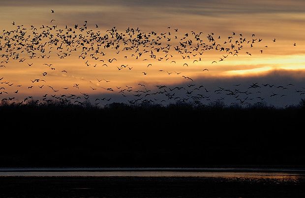 Grus grus & Larus ribidundus Grus grus1 26122009 620