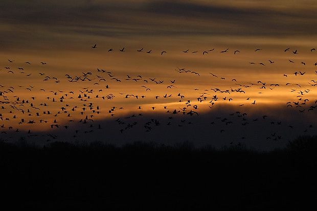 Grus grus Grus grus2 26122009 620