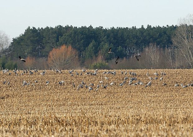 Grus grus Grus grus3 26122009 620