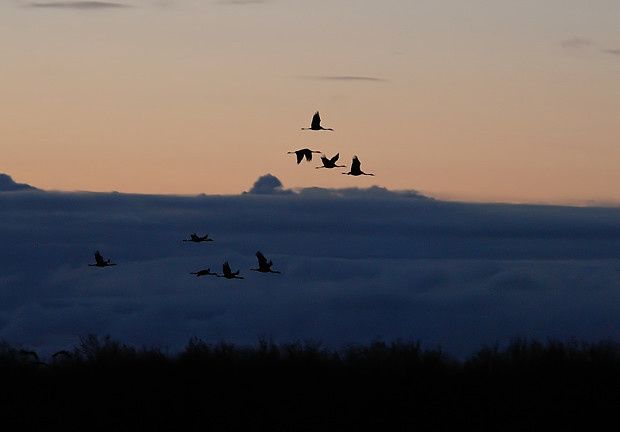 Grus grus Grus grus4 25122009 620