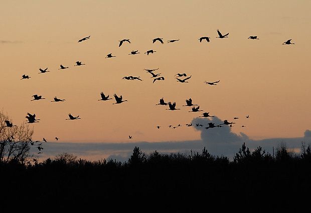 Grus grus Grus grus5 25122009 620