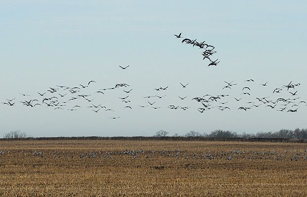 Grus grus Grus grus8 26122009 620