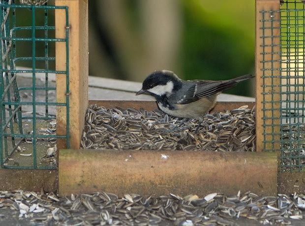 Parus ater