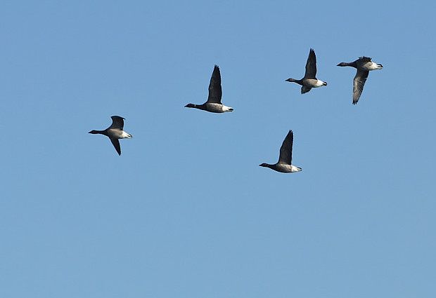 Branta bernicla Branta bernicla1 19112009 000 620