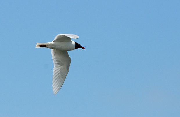 Larus ridibundus