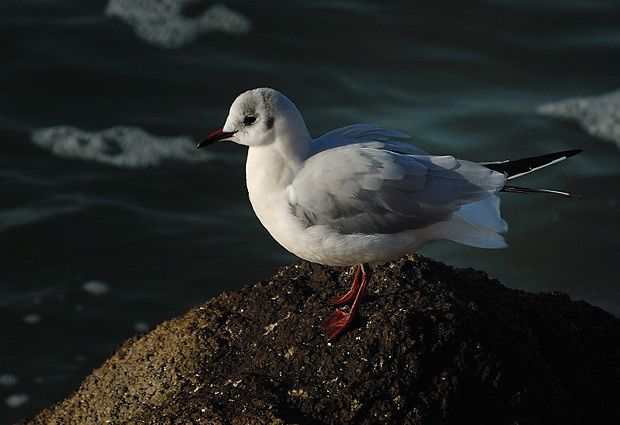 Larus ridibundus Larus ridibundus1 11122009 008 620