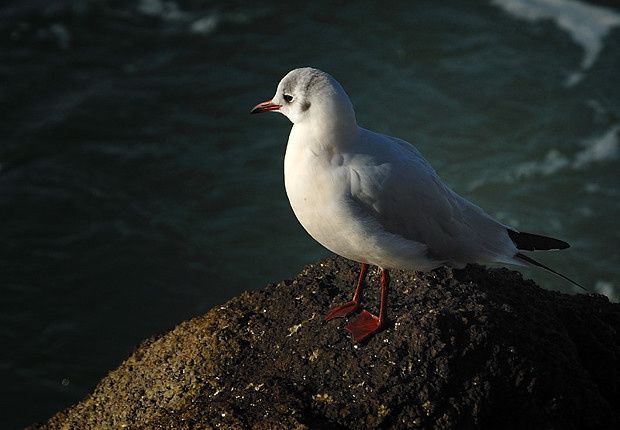 Larus ridibundus Larus ridibundus2 11122009 009 620