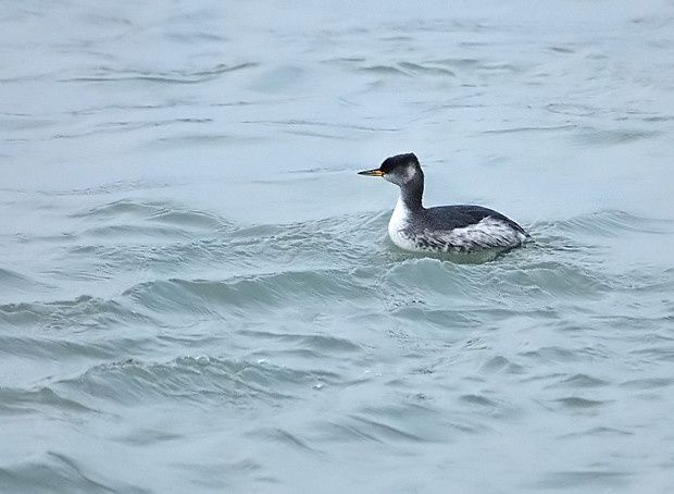 Podiceps grisegena Podiceps grisegena2 05122009 filtered 011 620