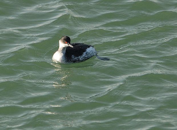 Podiceps nigricollis Podiceps nigricollis4 11122009 530 015 620