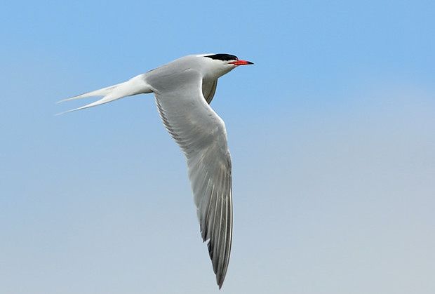 Sterna hirundo
