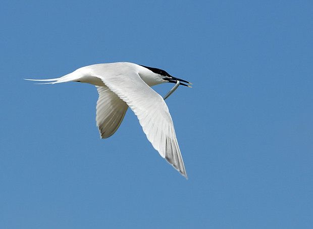 Sterna sandvinencis