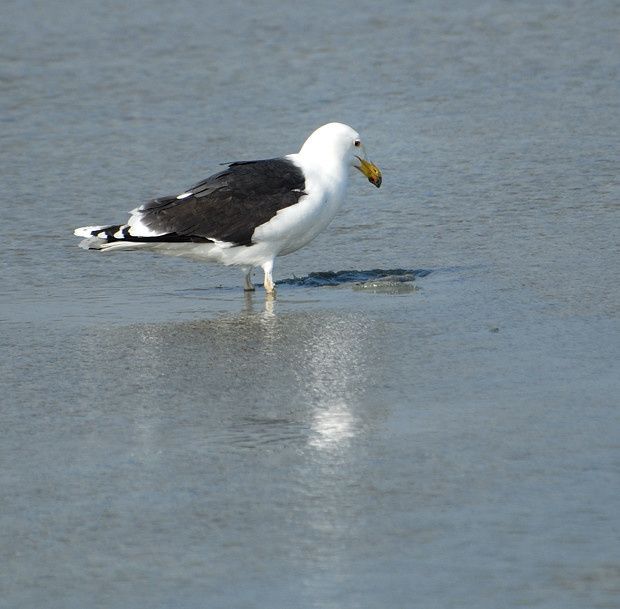 Larus marinus Larus marinus5 20110306